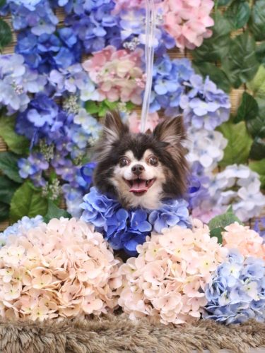 20250620チップくん